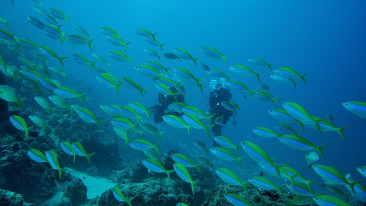 TUI BLUE Bahari Zanzibar