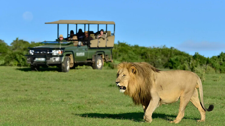 Bayethe Safari Lodge       