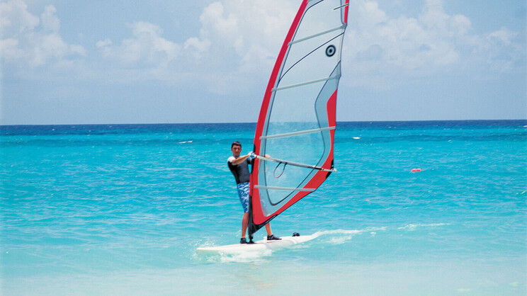 Bougainvillea Barbados