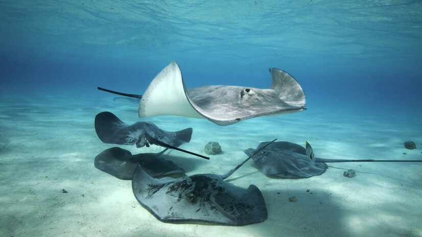 Baa Atoll