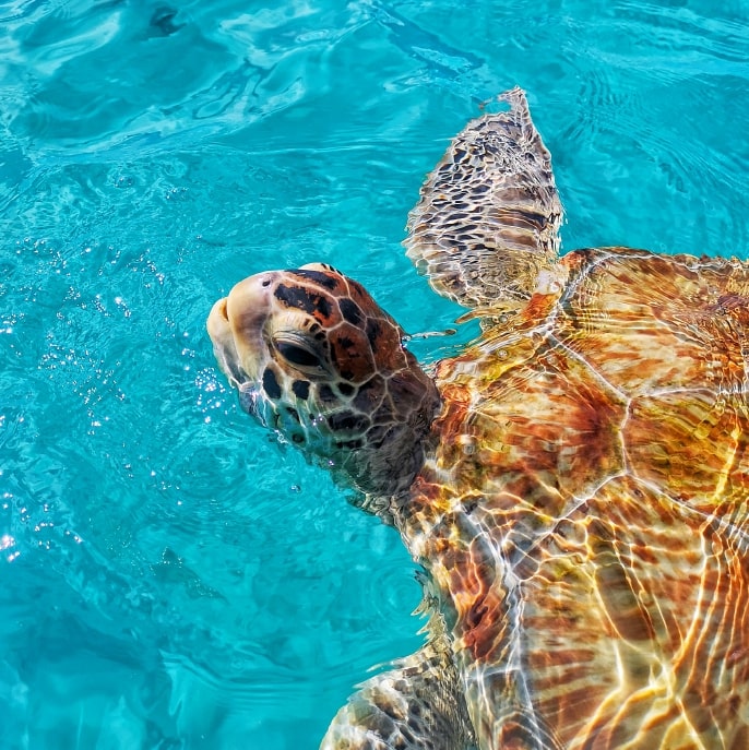 Barbados Turtle