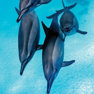 Egypt Dolphins
