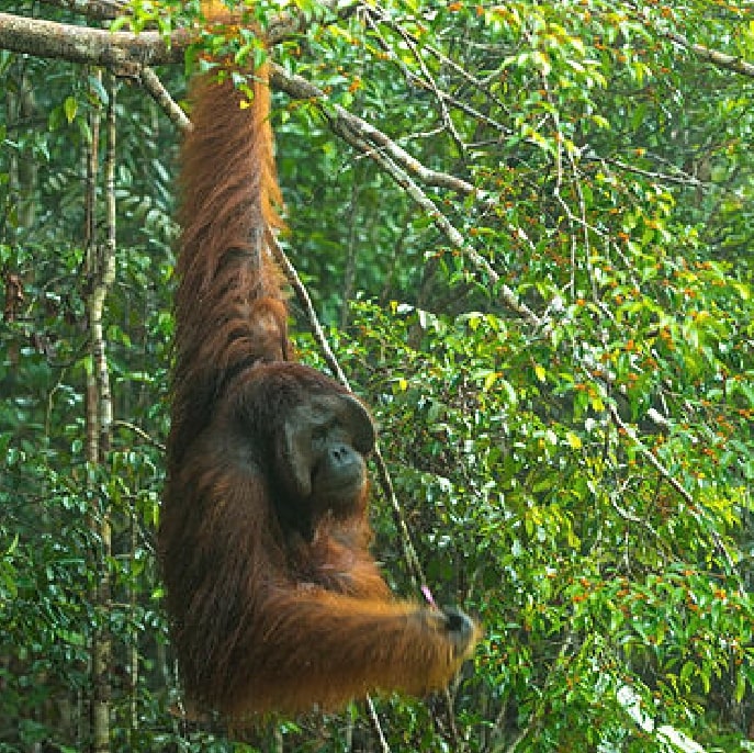 Malaysia orangutan
