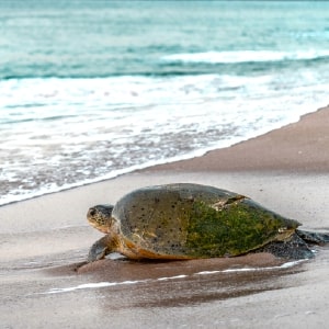 Turtle in Oman