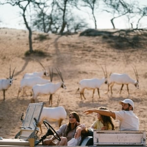 Ras Al Khaimah Safari