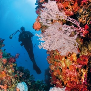 Scuba Diving in the Seychelles