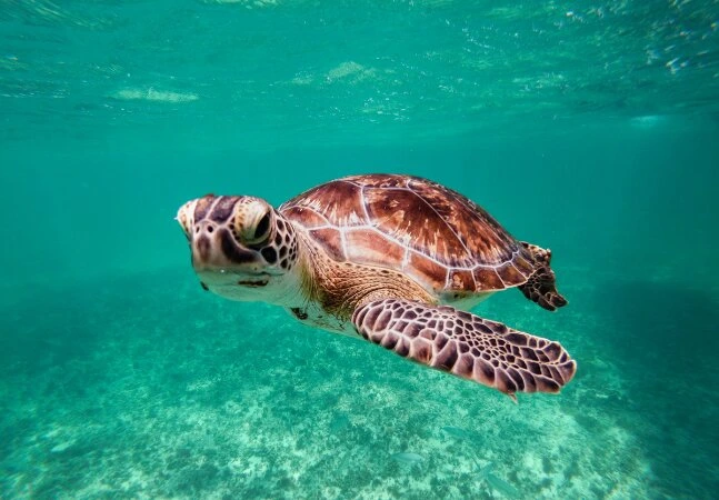 Where Is Hot In the Indian Ocean in Winter?