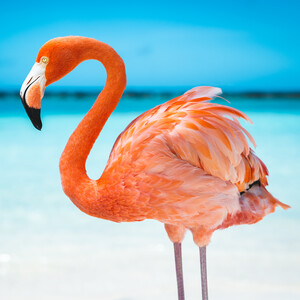 Nassau and Paradise Island