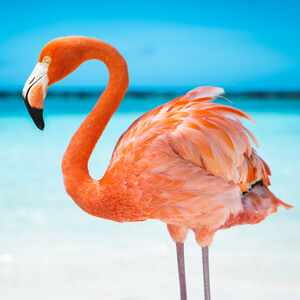 Nassau & Paradise Island