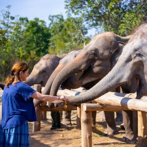 The Bush Camp Chiang Mai By Elephant Hills