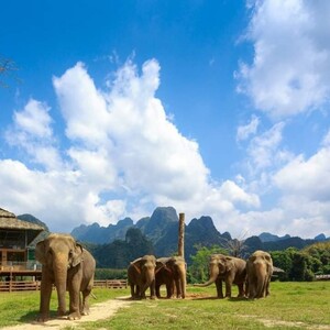 Elephant Hills Rainforest Camp